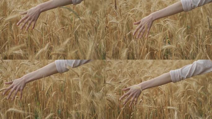 散步的女孩在田里触摸黄色小穗的特写镜头，黄金时刻，雨水滴的小麦