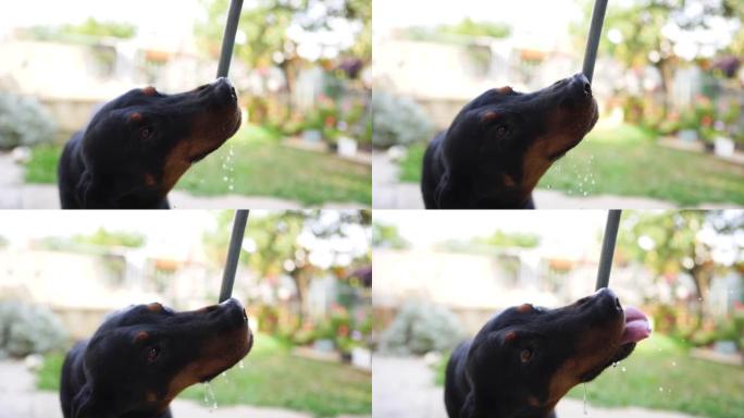 杜宾犬用水龙头在后院喝水