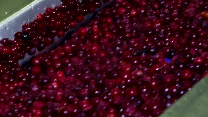用于加工野生浆果的植物，收获蔓越莓。冷冻红蔓越莓