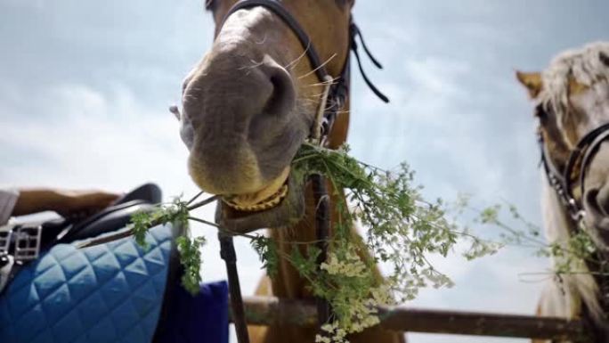 马在慢动作特写中在田野里吃草和花