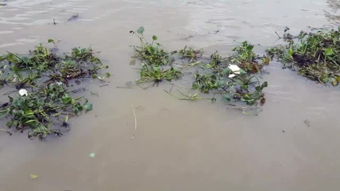 水葫芦和漂浮在河上的垃圾