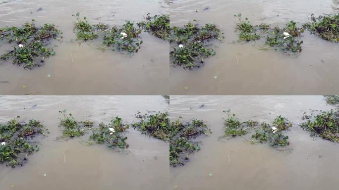 水葫芦和漂浮在河上的垃圾