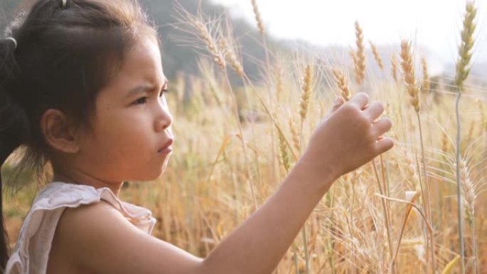 慢动作; 亚洲小女孩在田间怀疑地触摸麦穗