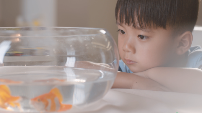 自闭症儿童看鱼缸 VR  鱼缸  金鱼