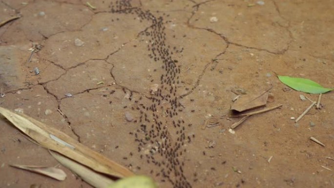 许多黑蚂蚁穿过热带森林。蚂蚁概念的入侵。危险昆虫概念