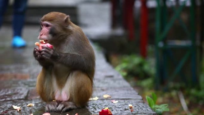 猴子在雨中吃苹果的肖像