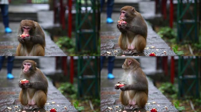 猴子在雨中吃苹果的肖像