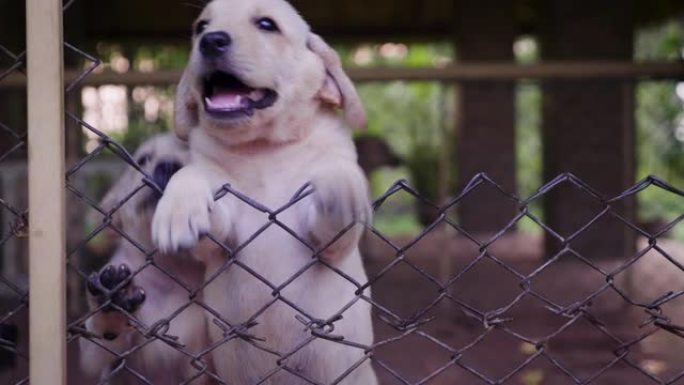 狗窝里可爱的黄色拉布拉多寻回犬幼犬的群像