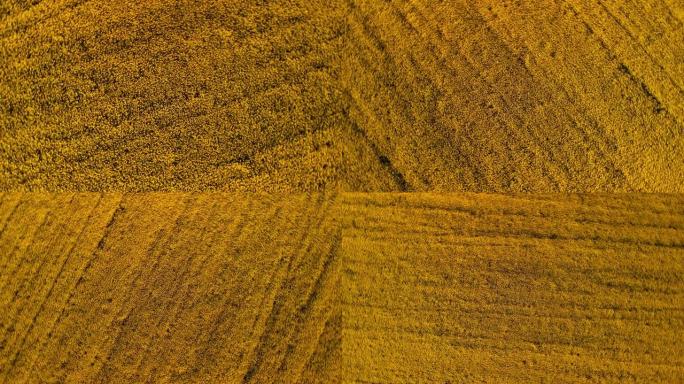 油菜籽田的鸟瞰图，无人机在黄色田上顺时针旋转。