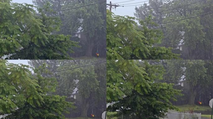 绿色植物在下雨的时候，夏天的雨水在道路上形成水流。