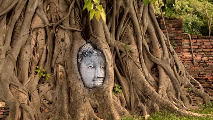 佛头在泰国著名的旅游胜地的榕树上。阿育他耶省。