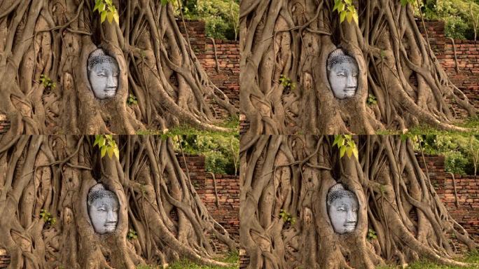 佛头在泰国著名的旅游胜地的榕树上。阿育他耶省。