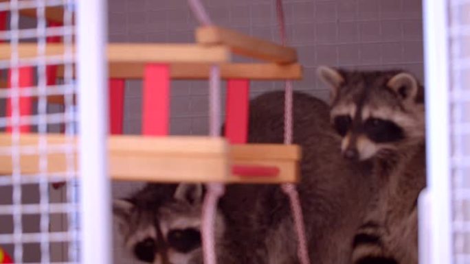 两只可爱的蓬松浣熊在动物园笼子里秋千玩耍的特写镜头。