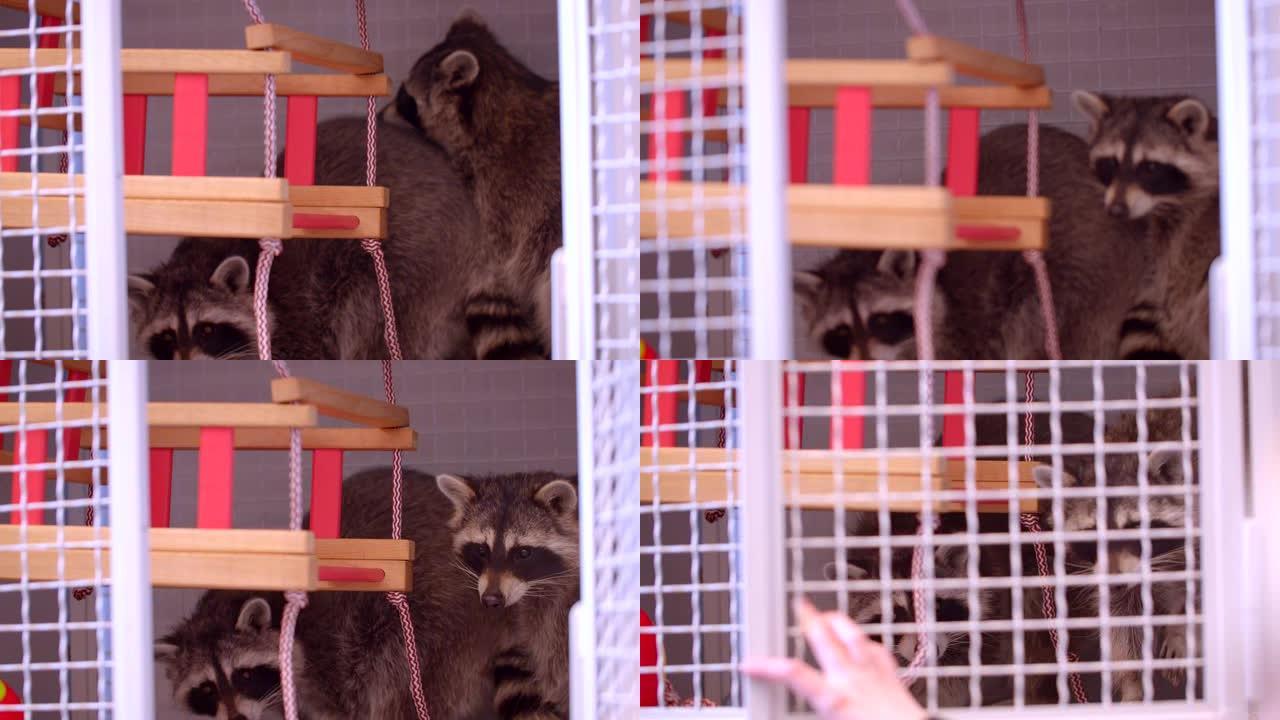 两只可爱的蓬松浣熊在动物园笼子里秋千玩耍的特写镜头。