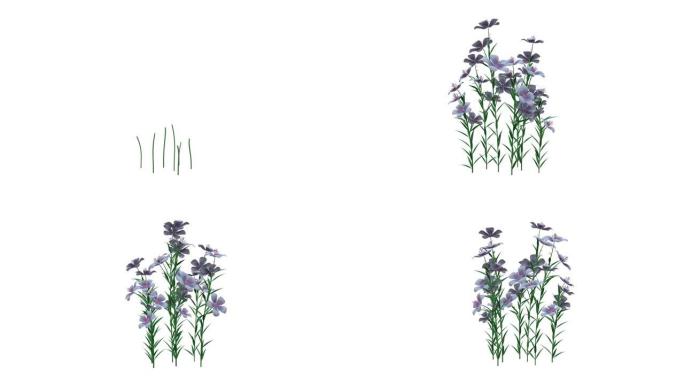 孤立在白色背景上生长的逼真植物的3d渲染