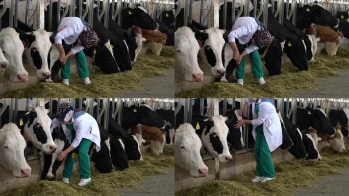 兽医妇女检查奶牛进入谷仓