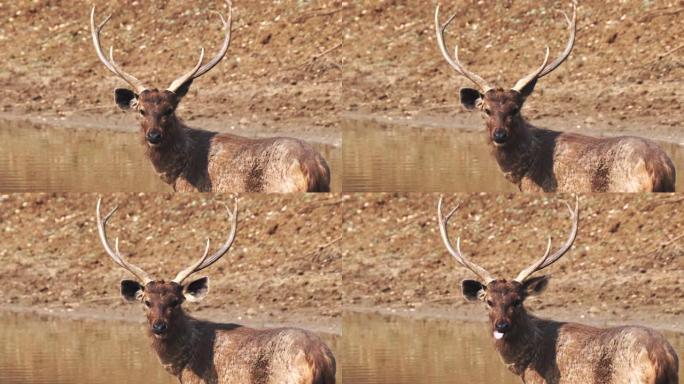 一只鹿的慢动作特写镜头，看着塔多巴的相机
