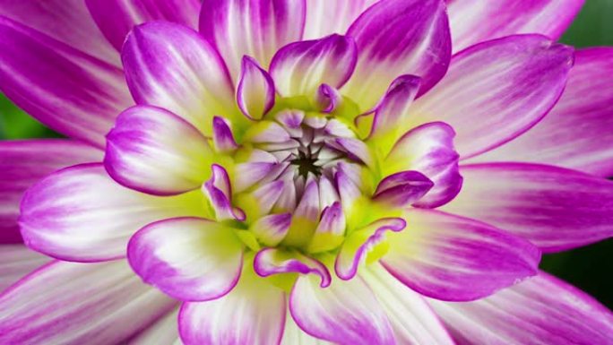 盛开的紫色和白色大丽花