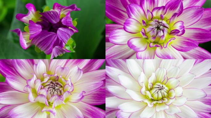 盛开的紫色和白色大丽花