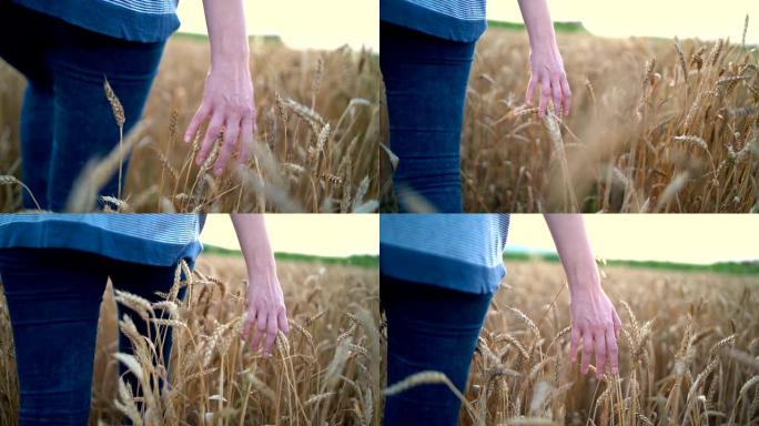年轻女子在稻田里抚摸年轻水稻的手。