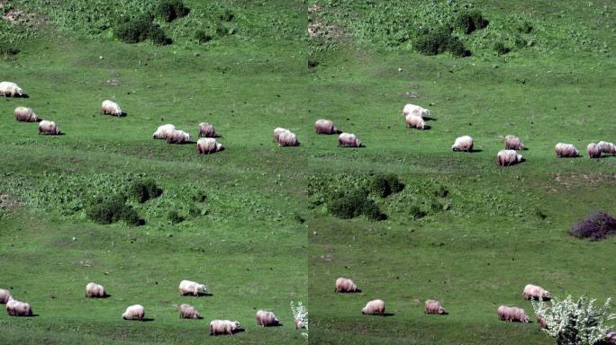 来自蒙塔涅地区的天然山上的羊群，绵羊吃草，春季时间