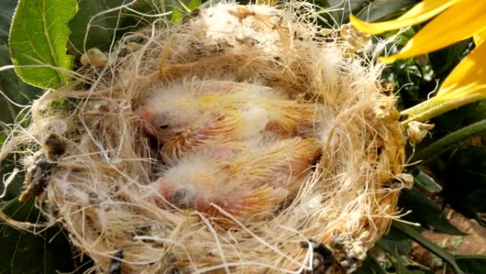 新生的鸟在巢中睡觉