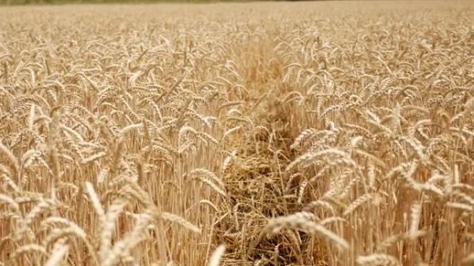 夏季在田里干黄色小麦准备割草