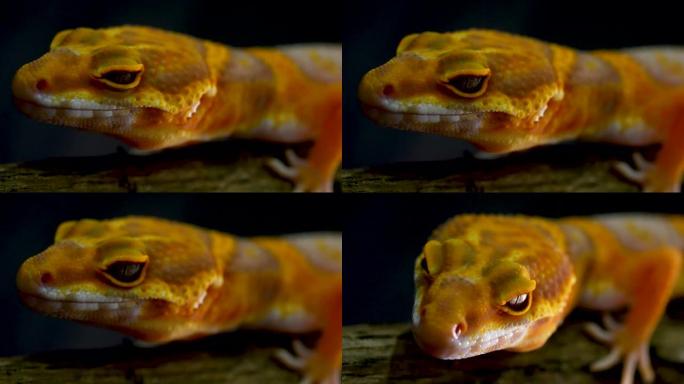 橙色壁虎蜥蜴，4k分辨率。