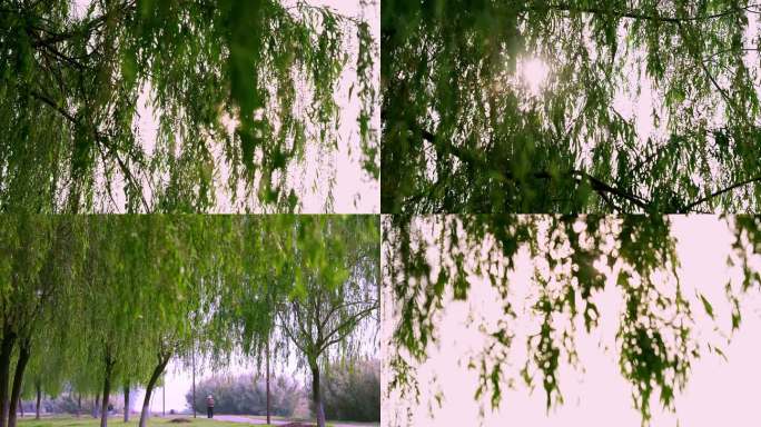 4K拍摄河边的柳树阳光
