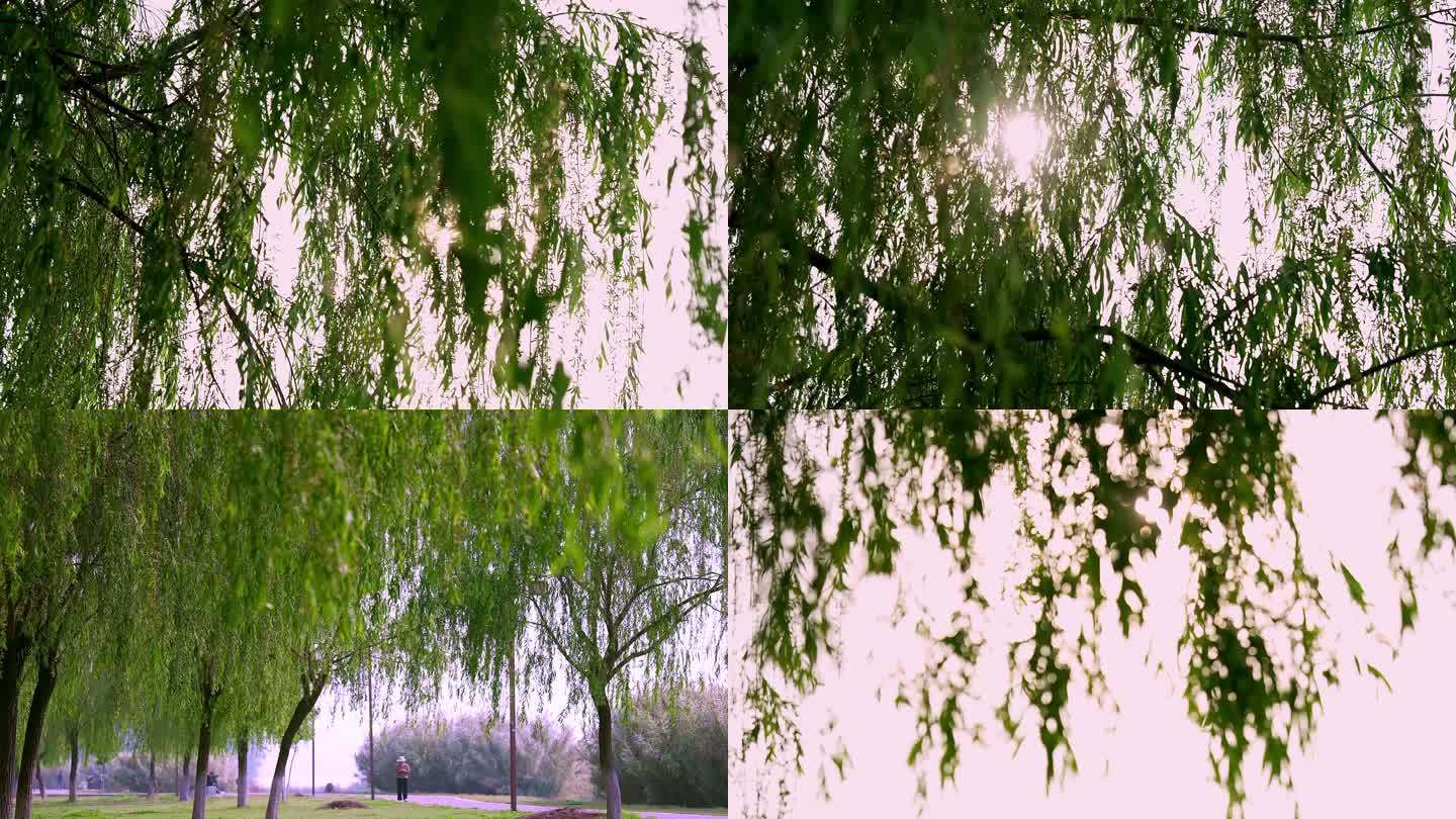 4K拍摄河边的柳树阳光