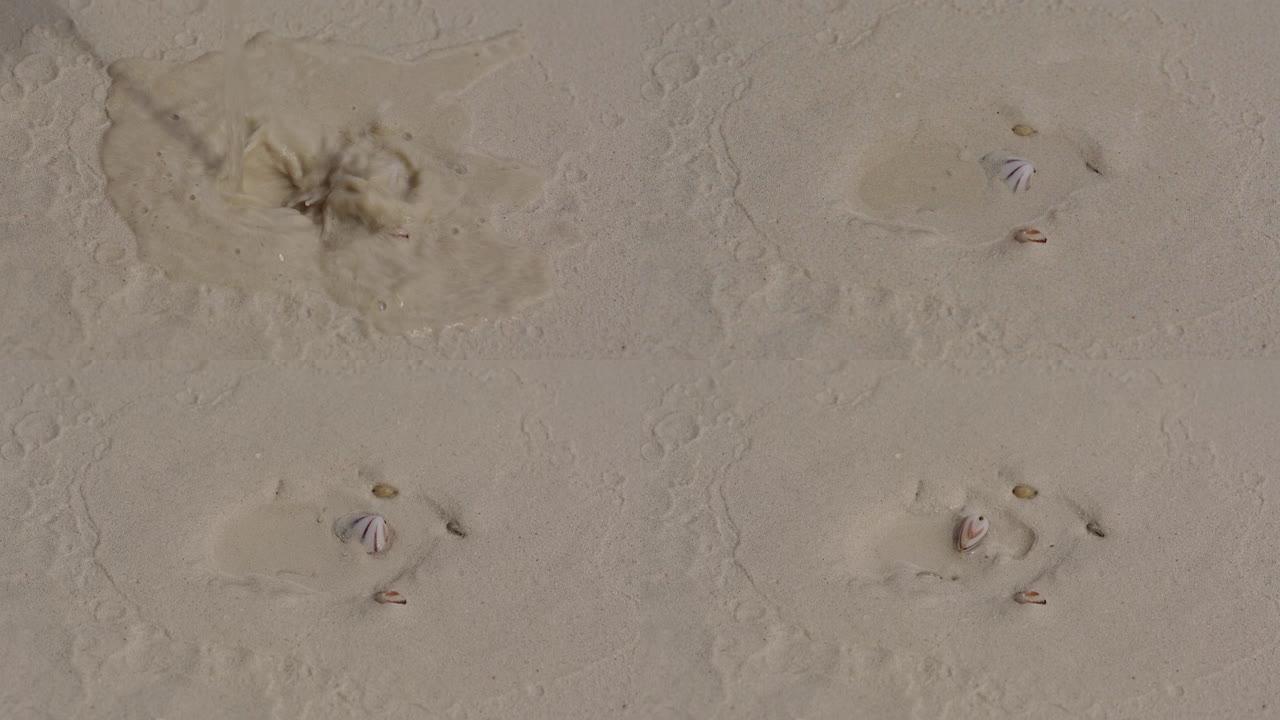 贝类埋在贝壳里的沙子里。