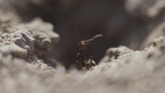 4k宏观观察蚁群在巢上，它们一起觅食。日落超级特写镜头