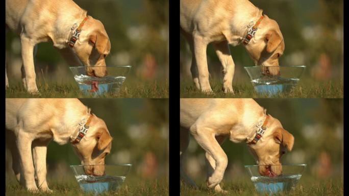 拉布拉多犬用玻璃碗喝水，超慢动作