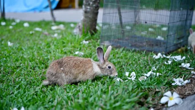 棕色参差不齐的兔子在草坪上玩耍