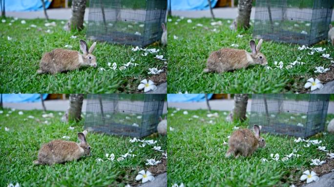 棕色参差不齐的兔子在草坪上玩耍