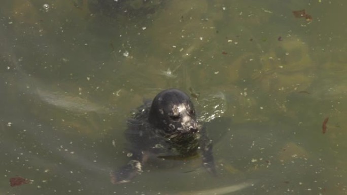 斑海豹 (Phoca vitulina stejnegeri)