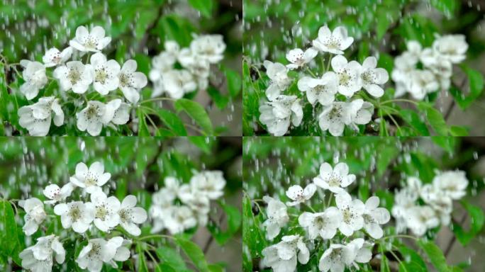 雨中有花的樱桃枝。特写。慢动作。水滴落在绿叶和白花上。特写。樱桃花春天盛开。