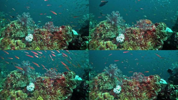 气候变化的珊瑚漂白效应