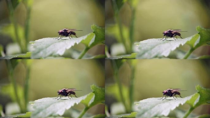 一只苍蝇坐在绿草的叶子上，洗