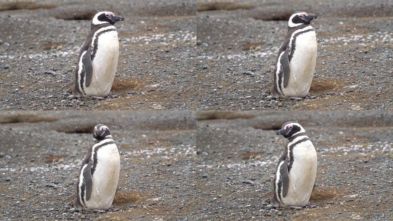 麦哲伦企鹅站着环顾四周