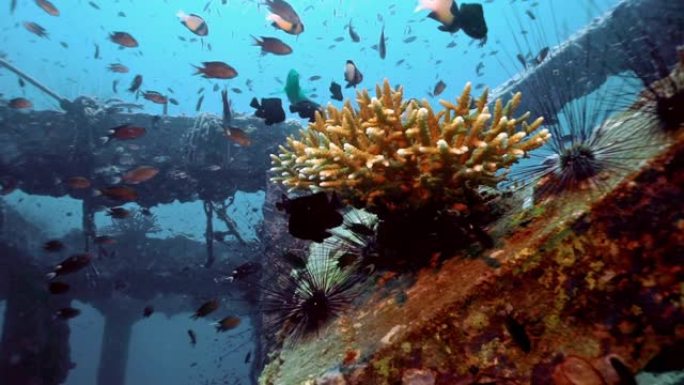 泰国披披岛维京湾水下生态旅游人工礁、珊瑚苗圃修复项目