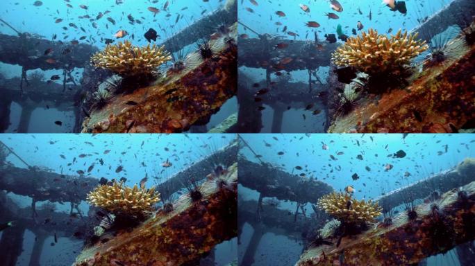 泰国披披岛维京湾水下生态旅游人工礁、珊瑚苗圃修复项目