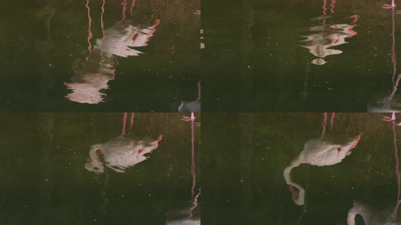 一只火烈鸟，一只红凤，在湖水中倒影