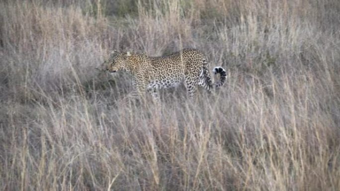 在肯尼亚马赛马拉 (masai mara) 接近的雌性豹子的侧视图