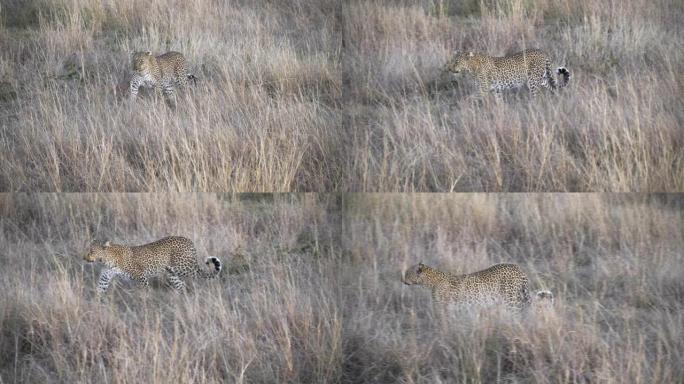 在肯尼亚马赛马拉 (masai mara) 接近的雌性豹子的侧视图