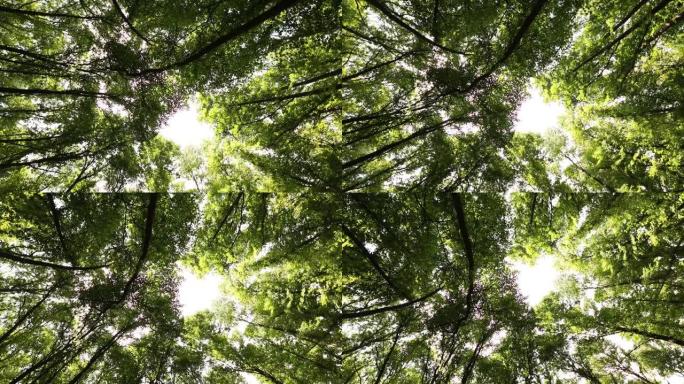 树的名字是西格拉·阿加奇。它生长在爱琴海地区穆拉省的费特希耶区附近。此外，这棵在科学界被称为枫香的树