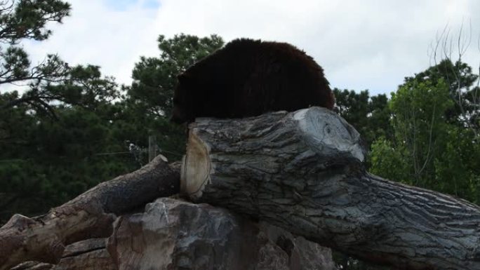 熊在南达科他州的熊