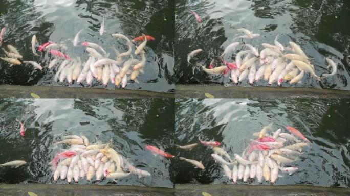 池塘里有许多锦鲤，鱼群游到水面抓食物