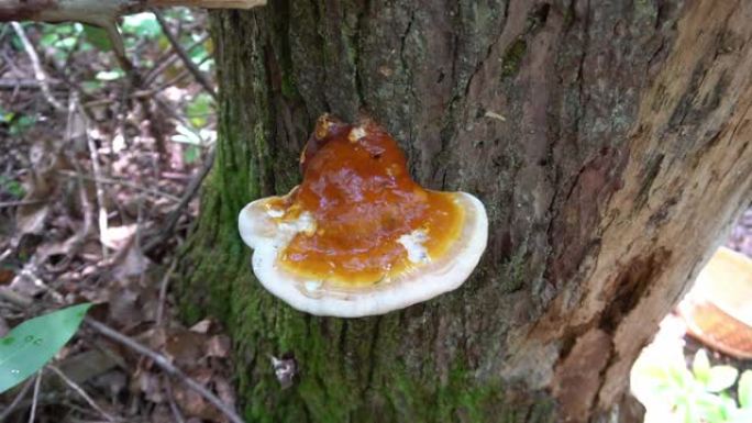 灵芝生长在铁杉树上。灵芝蘑菇是一种珍贵的药用蘑菇 (灵芝)，以其增强免疫系统的特性而闻名。