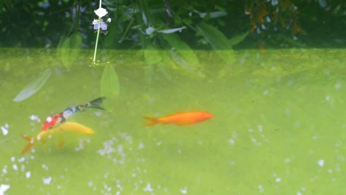 鱼鲤鱼锦鲤在清水中游泳，在室外池塘中水生植物